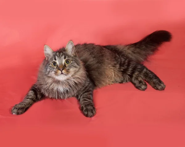 Striped fluffy Siberian cat lying on pink — Stock Photo, Image