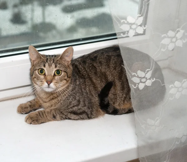 Striped cat lying on windowsill — Stock Photo, Image