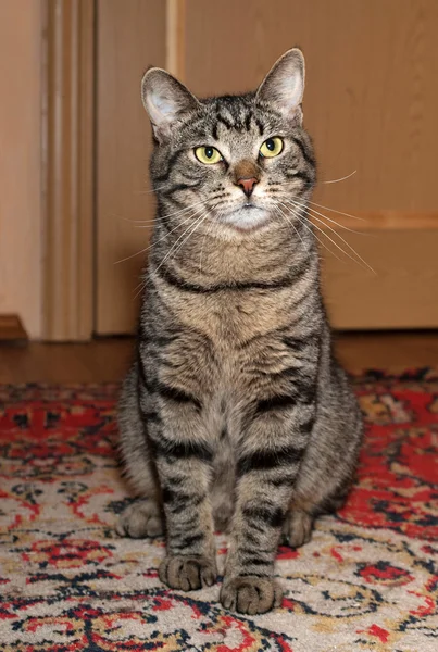 Gatto da tavolo seduto su tappeto — Foto Stock