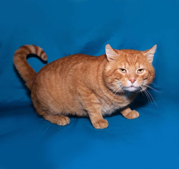 Красный тэбби-кот стоит на синем — стоковое фото