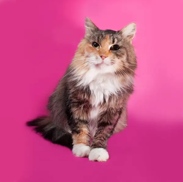 Tricolor cat lies on pink — Stock Photo, Image