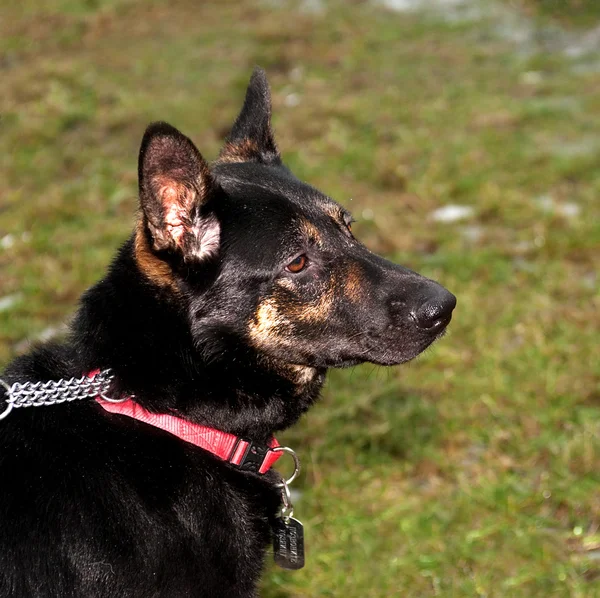 Coleira de cão preto e vermelho sentado na grama verde — Fotografia de Stock