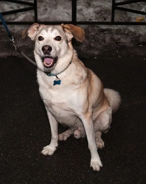 Yellow and gray dog sitting on asphalt — Stock Photo, Image