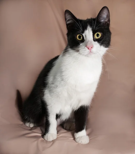 Black and white cat sitting on brown — Stock Photo, Image