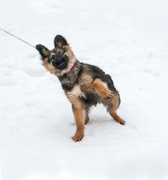 Black and yellow puppy goes on leash on snow and resists — Stock Photo, Image