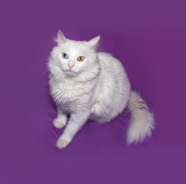 Chat pelucheux blanc avec des yeux de couleur différente assis sur violet — Photo