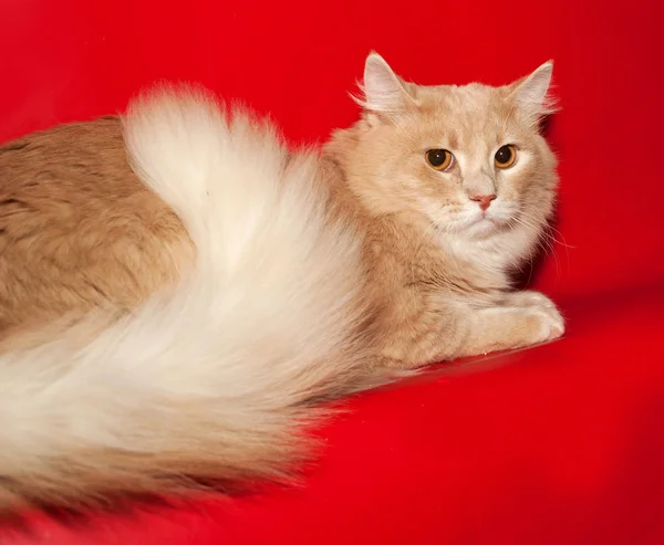 Рыжий кот подросток лежит на красном — стоковое фото