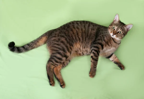 Tabby cat lying on green — Stock Photo, Image
