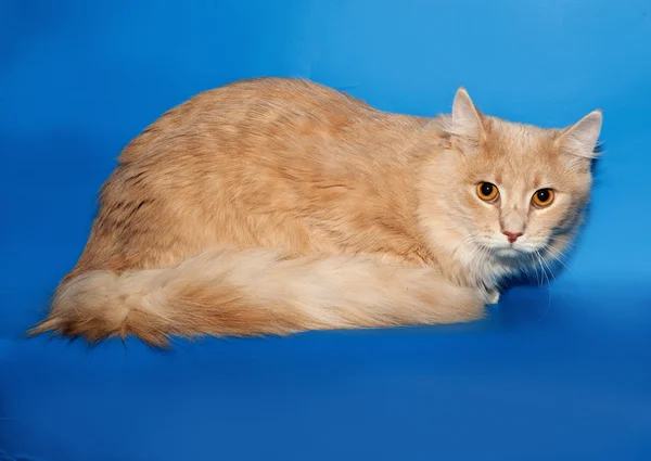 Red fluffy cat lies on blue — Stock Photo, Image