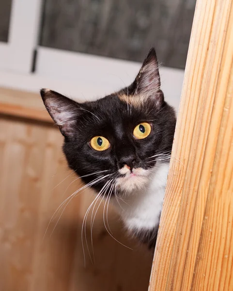 Tricolor cat peeking from balcony — Stock Photo, Image