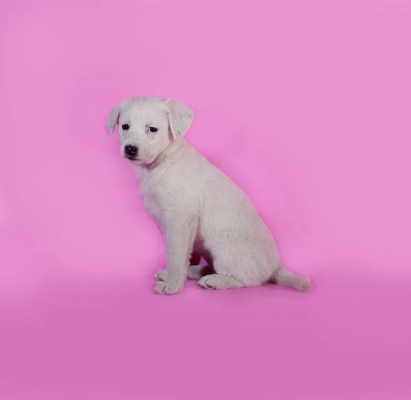 Белый щенок сидит на розовом — стоковое фото
