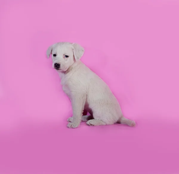 White puppy sitting on pink — Stock Photo, Image