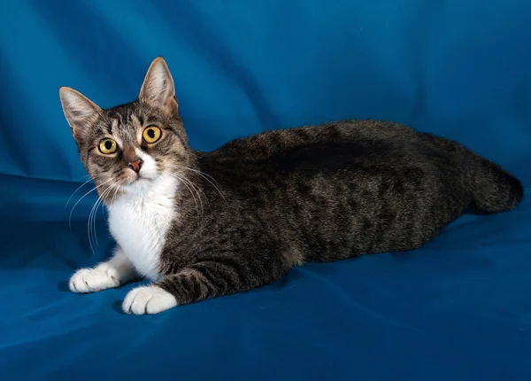 Striped and white cat playing on blue — Stock Photo, Image