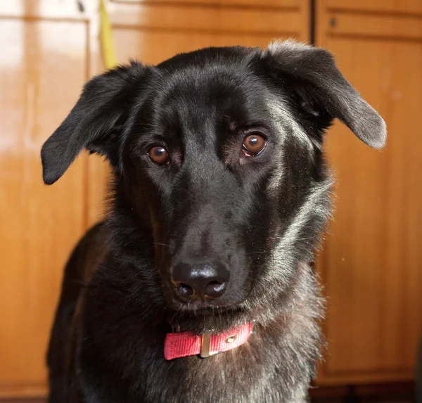 Svart hund i röd krage — Stockfoto