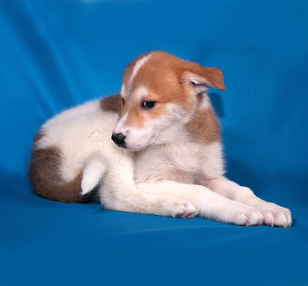 Cucciolo bianco e rosso seduto sul blu — Foto Stock
