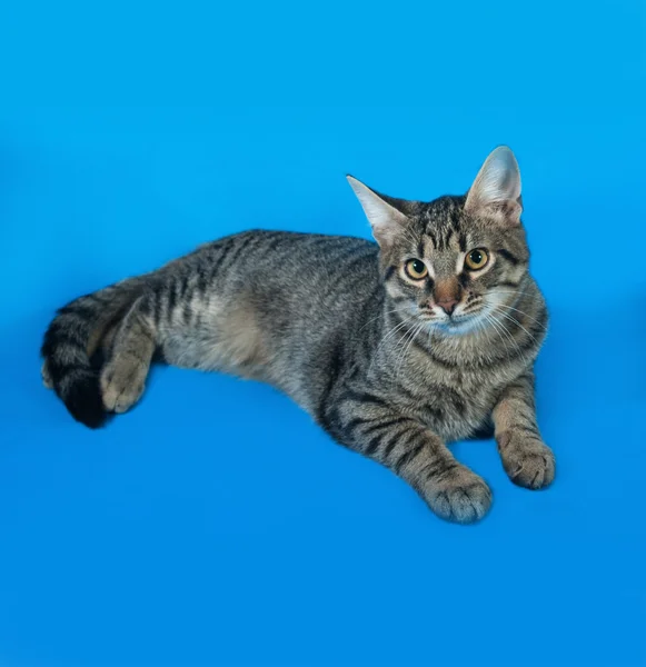 Tabby gatinho com olhos amarelos deitado no azul — Fotografia de Stock