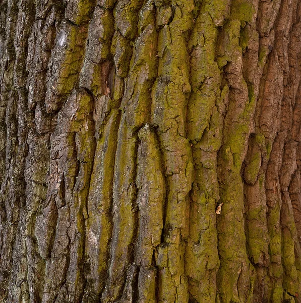 Texture di corteccia di vecchio albero ricoperta di muschio — Foto Stock