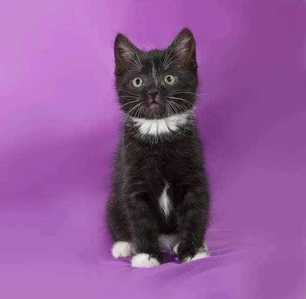 Schwarz-weißes flauschiges Kätzchen sitzt auf Flieder — Stockfoto