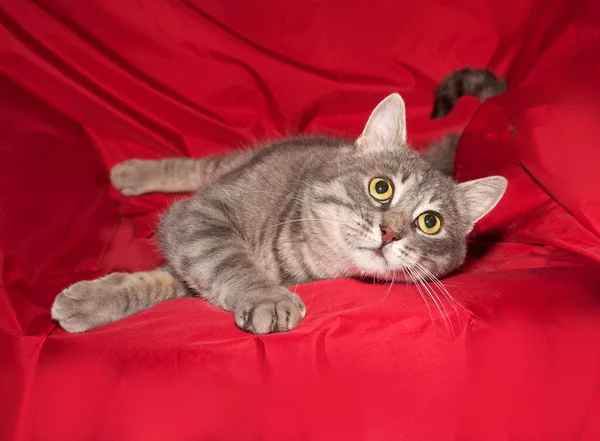 Randig grå katt slickade på rött — Stockfoto