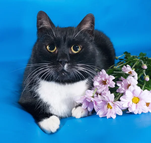 Gatto bianco e nero sdraiato su blu con fiori — Foto Stock