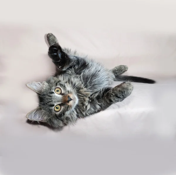 Fluffy tabby Siberian kitten lying on brown — Stock Photo, Image