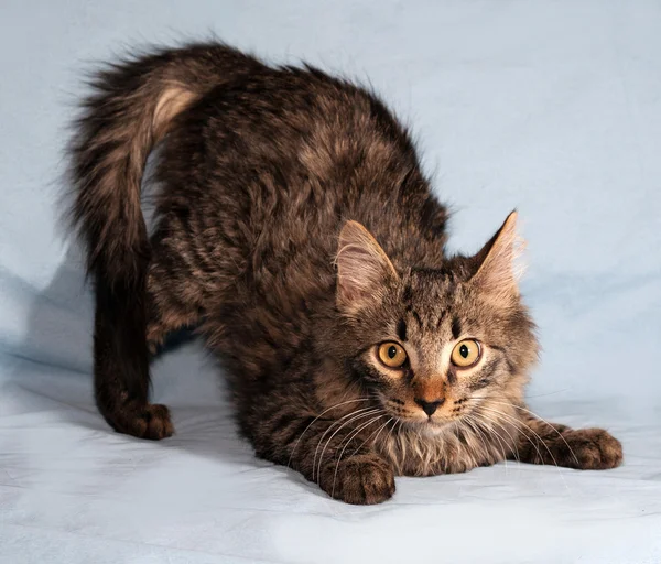 Fluffy tabby Siberian kitten standing on blue — Stock Photo, Image