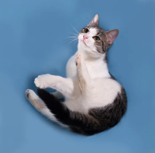 Bianco e strisce gattino gioca su blu — Foto Stock