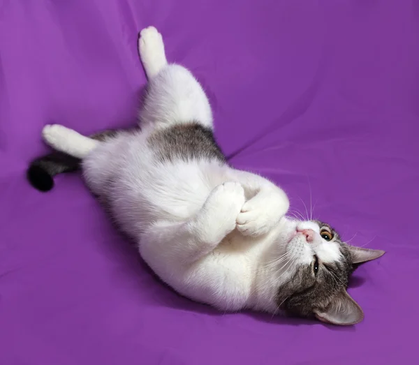 White and striped kitten plays on lilac — Stock Photo, Image