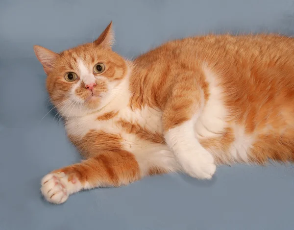 Chat épais rouge et blanc couché sur bleu — Photo