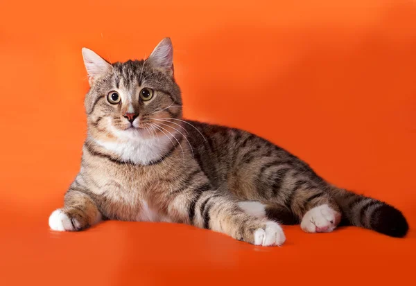 Tabby en witte kat liggend op oranje — Stockfoto