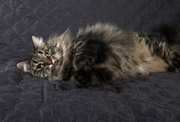 Flauschige sibirische gestromte Katze liegt auf einer Decke — Stockfoto