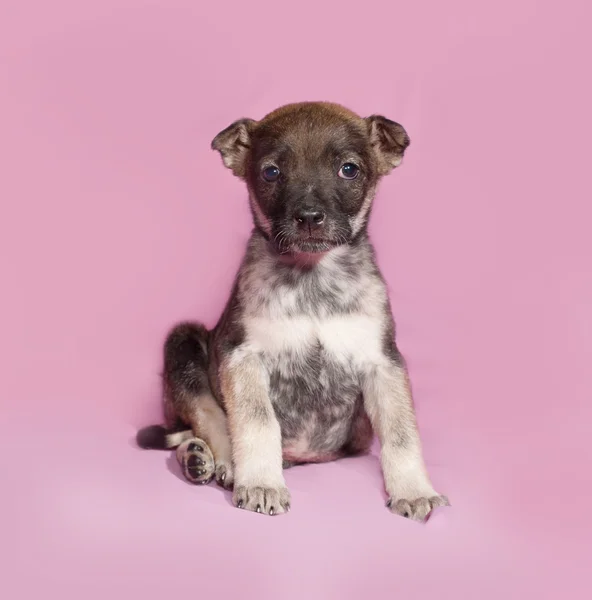 Marrone e bianco cucciolo seduto su rosa — Foto Stock
