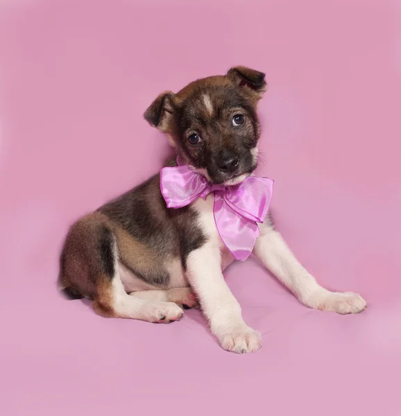 Brown and white puppy with bow sitting on pink — Stock Photo, Image