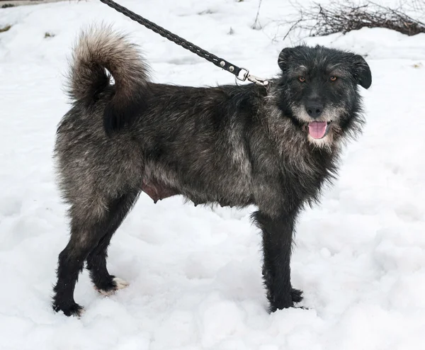 Shaggy black and gray dog standing on snow — Stock Photo, Image