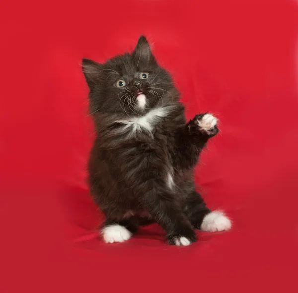흑인과 백인 솜 털 고양이 레드에 앉아 — 스톡 사진