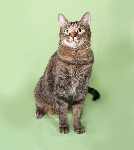 Gestromte Katze sitzt auf grün — Stockfoto