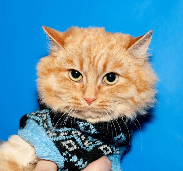 Ginger bobbed cat in sweater on blue — Stock Photo, Image