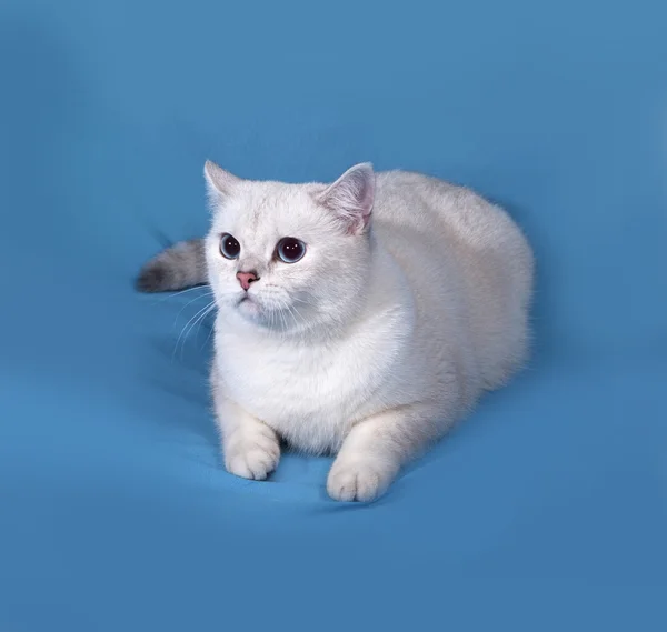 White Cat Scottish Straight se encuentra en azul —  Fotos de Stock