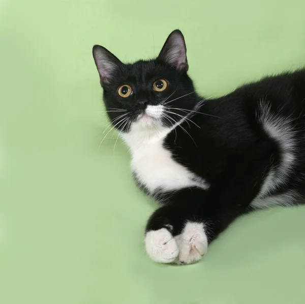 Black and white cat lies on green — Stock Photo, Image