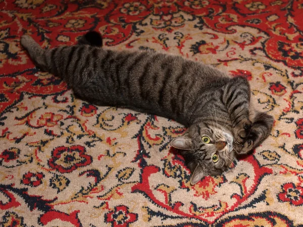 Chat tabby couché sur le tapis — Photo