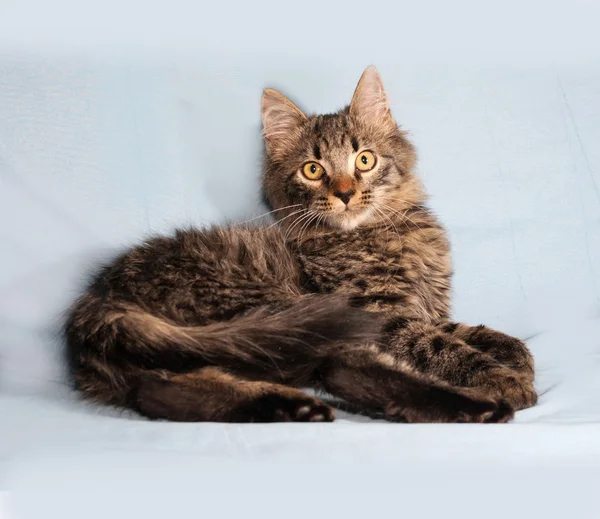 Fluffy tabby Siberian kitten lying on blue — Stock Photo, Image