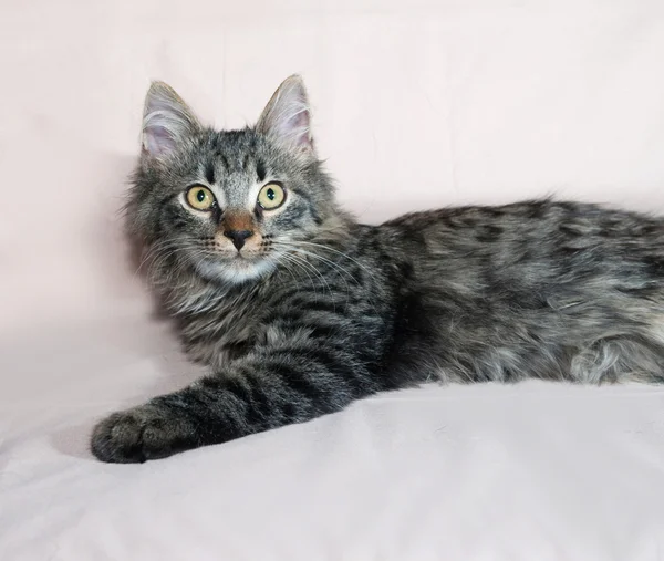 Fluffy tabby Siberian gatito acostado en marrón — Foto de Stock