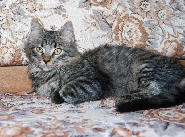 Gestreepte pluizig Siberische kitten liggend op Bank — Stockfoto