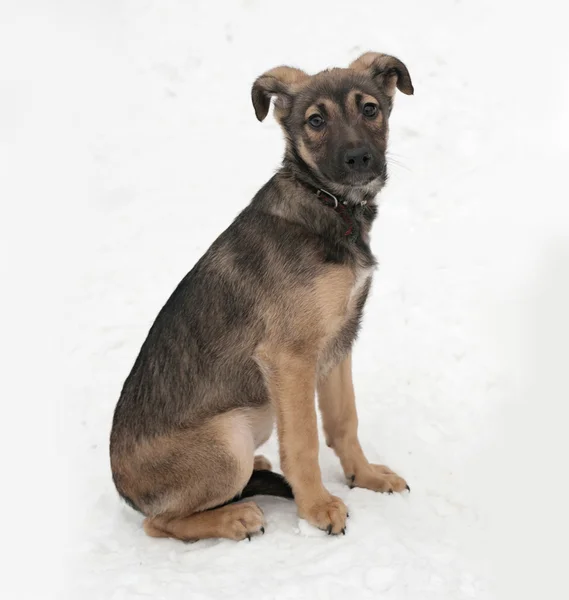 Pequeño cachorro gris sentado en la nieve — Foto de Stock