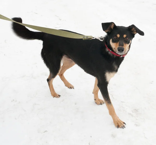 Cão preto e vermelho em pé na neve — Fotografia de Stock