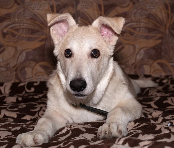 Red puppy lying on couch — Stock Photo, Image