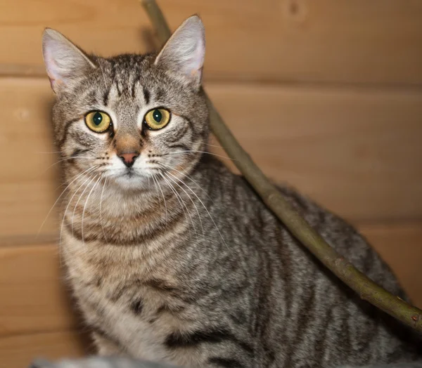 Raidallinen kissa istuu taustalla puinen seinä — kuvapankkivalokuva