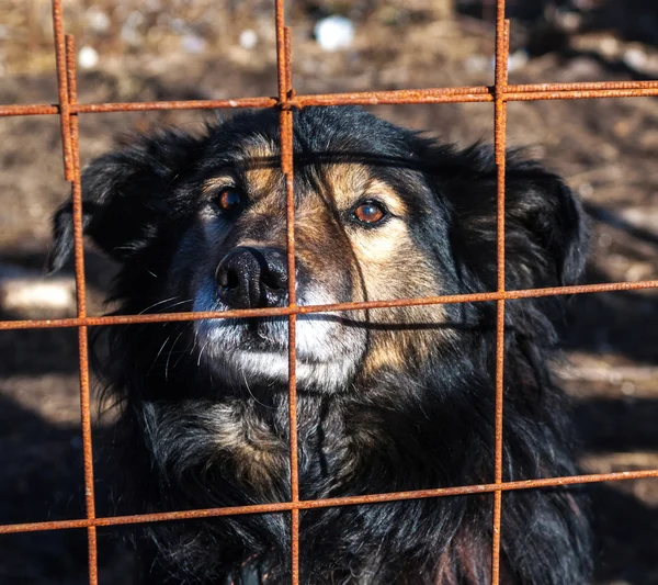 Black and red shaggy dog looks out of cage — Stock Photo, Image