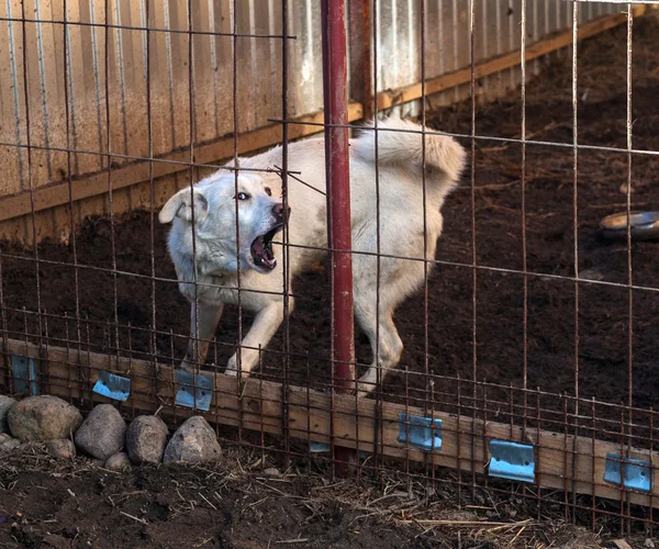 White dog barks in cage — Stock Photo, Image