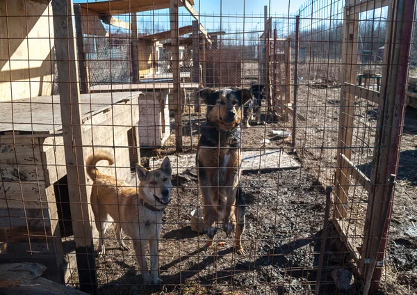 Two dogs standing and looking in cage — Stock Photo, Image